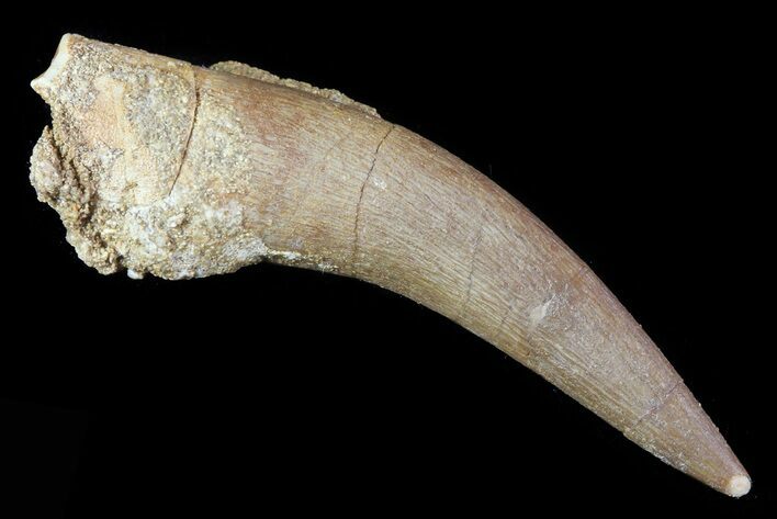 Fossil Plesiosaur (Zarafasaura) Tooth - Morocco #81928